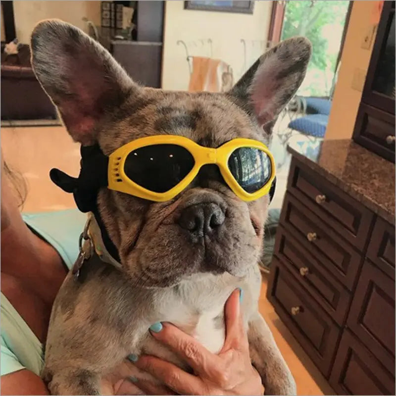 Dog Sunglasses My Store