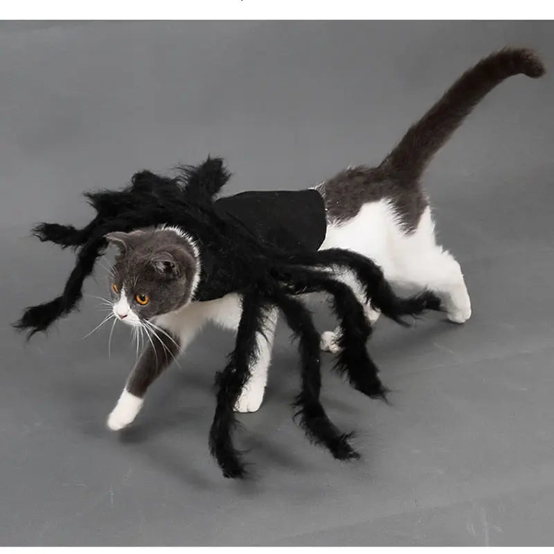 Spider Costume for Pets My Store