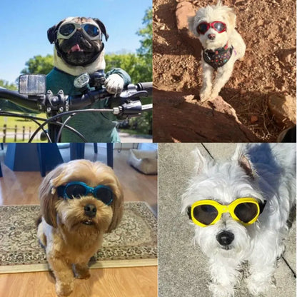 Dog Sunglasses My Store